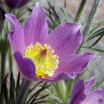 Backsippa - Anemone pulsatilla