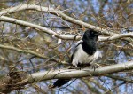 Bedraggled magpie
