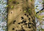 Beech leaf shadows