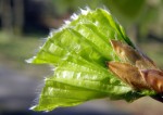 Beech leaves opening closer