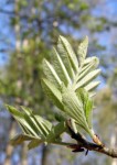 Rowan leaves opening (their backs)