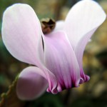 Kew Alpine House close-up