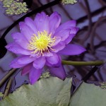 Kew's Electric Indigo flowering waterlilly