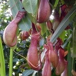 Kew's Pitcher Plant