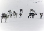 The reindeer 2 - watchful