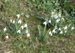 Snowdrops - snödroppar