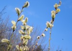 Pollen factories