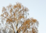 Flowering birch