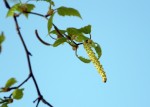Birch catkin and young leaves