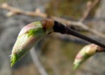 Leaf bud