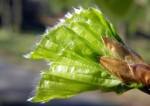 Beech leaves opening