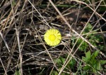 Coltsfoot (tussilago)