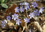Liverwort - anemone hepatica (blåsippor)