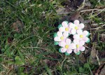 "May flower"