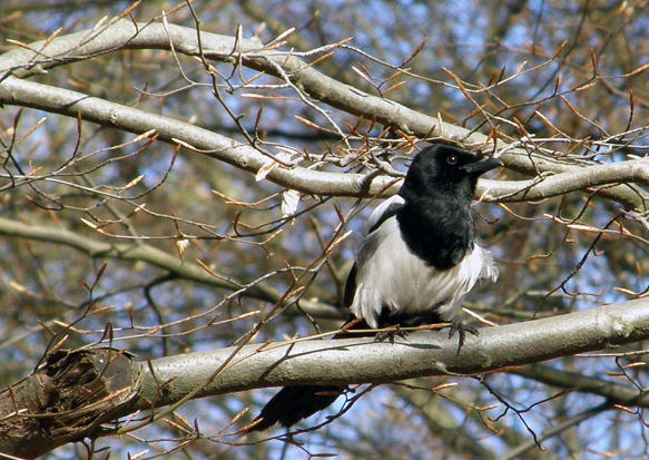 Early morning early spring: Bedraggled magpie