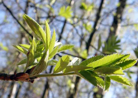 Early morning early spring: Rowan leaves opening