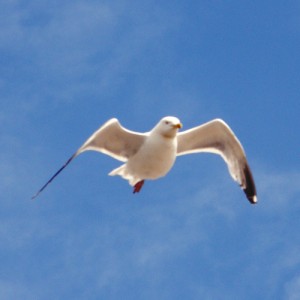 TheSupercargo seagull against a blue sky