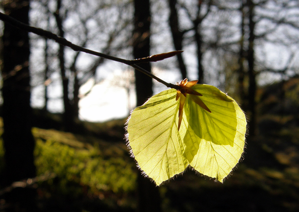Early morning early spring: Sun through new beech leaves