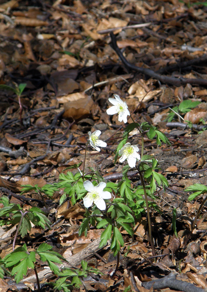 Early morning early spring: Wood anemonies in leaf litter