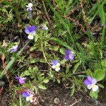 Tricolour violets
