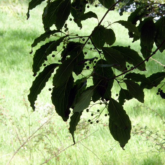 Leaves and fruit silhouette