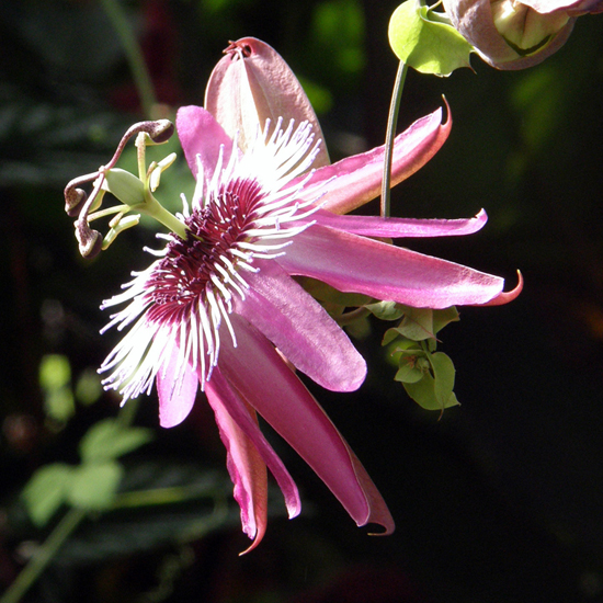 Kew's Passion Flower