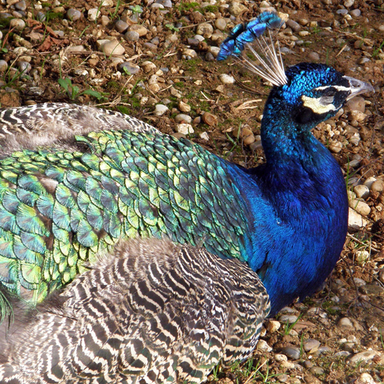 One of Kew's Peacocks - obligingly still