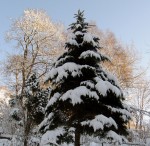 Christmascard tree