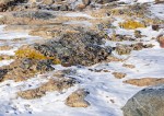 Lichen and snow on the rocks