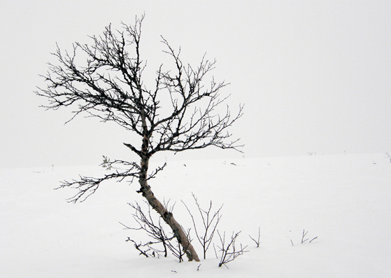Mountain birch in the snow