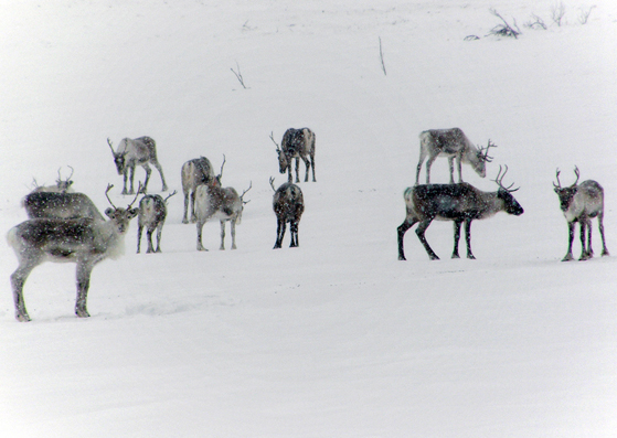 The reindeer 2 - watchful