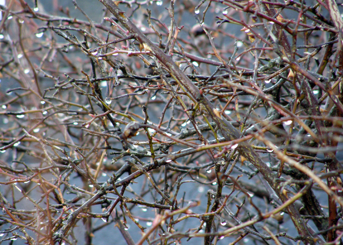 Dew on leafless thorns