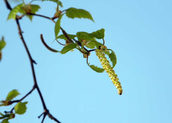 Signs of spring: Birch catkin and young leaves