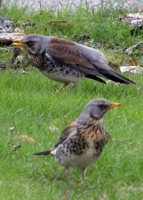 Mating dance