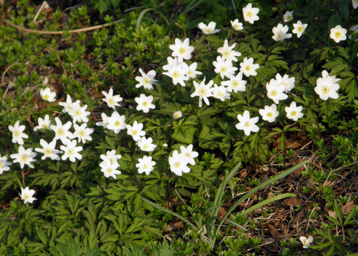 Wood anemones (vitsippor)