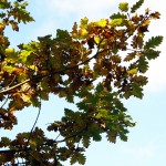 Autumn oak leaves agains the sky