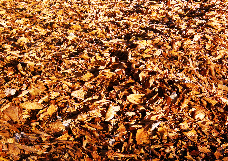 A drift of fallen beech leaves in the morning sun