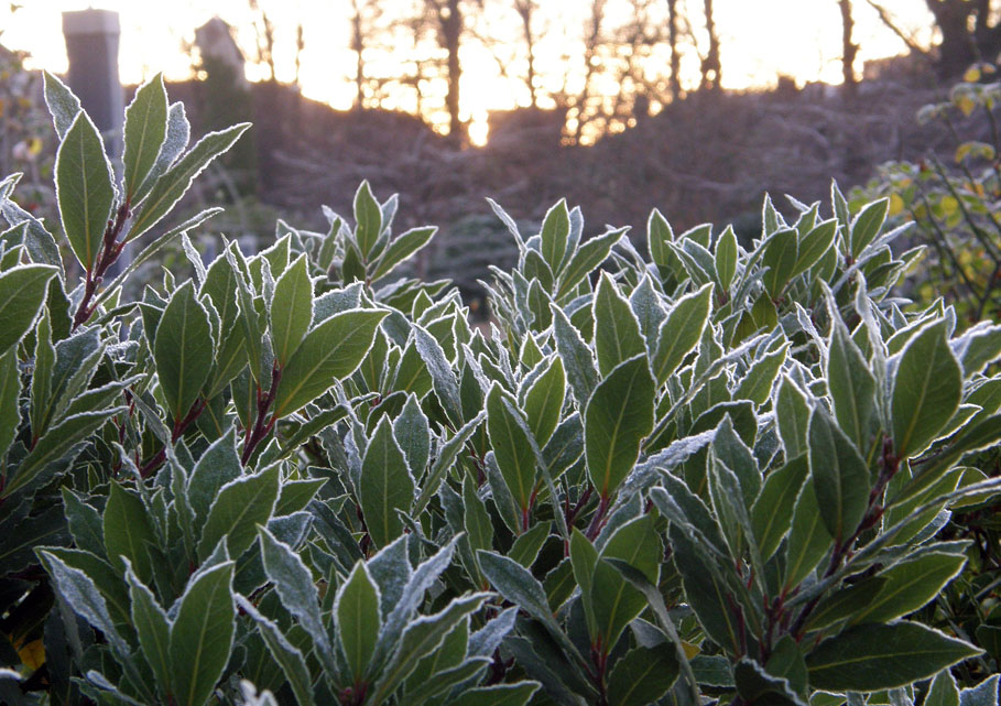Bayleaves outlined by frost