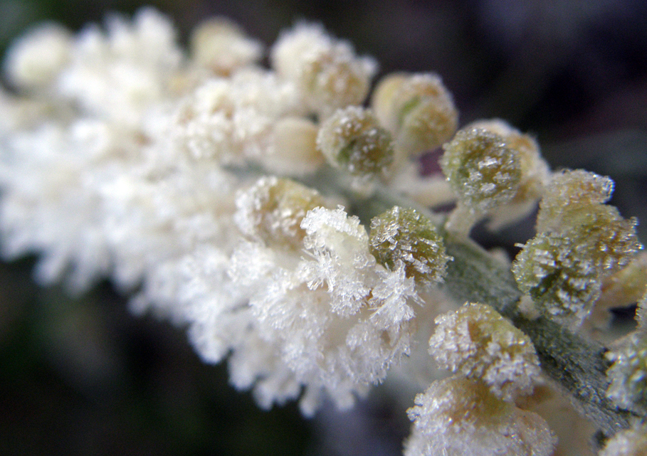 Frosted flowers - macro