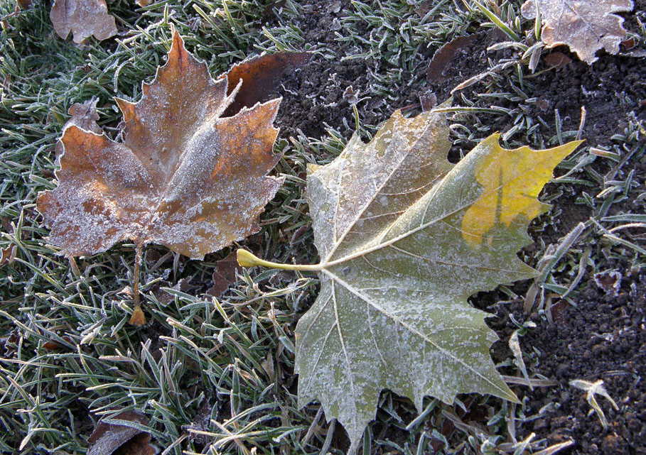 Frosted leaves on frosted grass