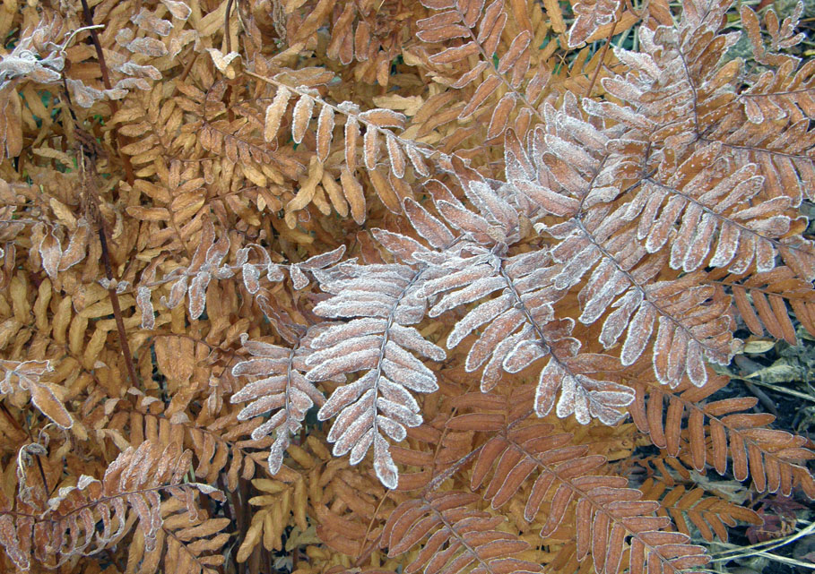 Frosted russet leaves