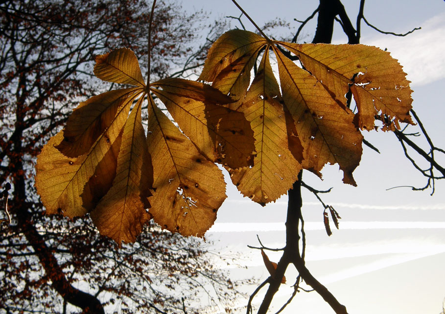 The rising sun on autumn chestnut leaves