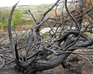 Burned branches 1