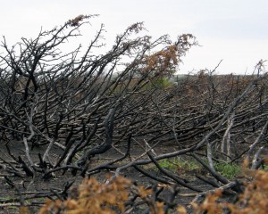 Burned branches 3