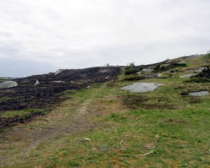 Burned landscape 1
