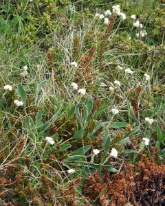 Scurvygrass (Cochlearia)