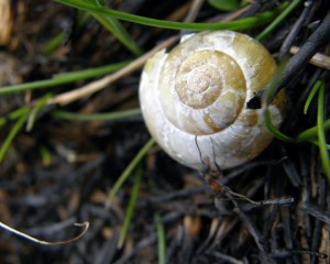 Snail shell and ant