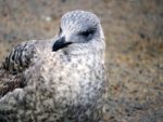 Young gull