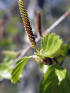 Hay fever: Another birch flower with leaves 