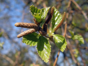 Hay fever: Birch flowers and leaves